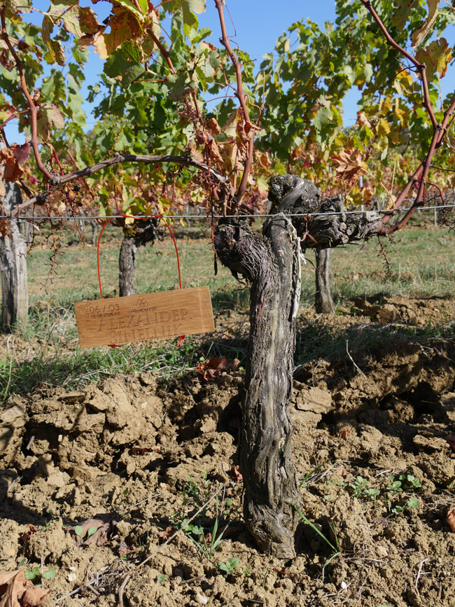 Виноградник на урожай